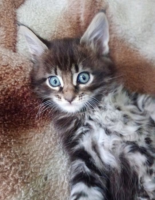 Пропоную кошенят  МЕЙН КУН ,від породистих батьків.