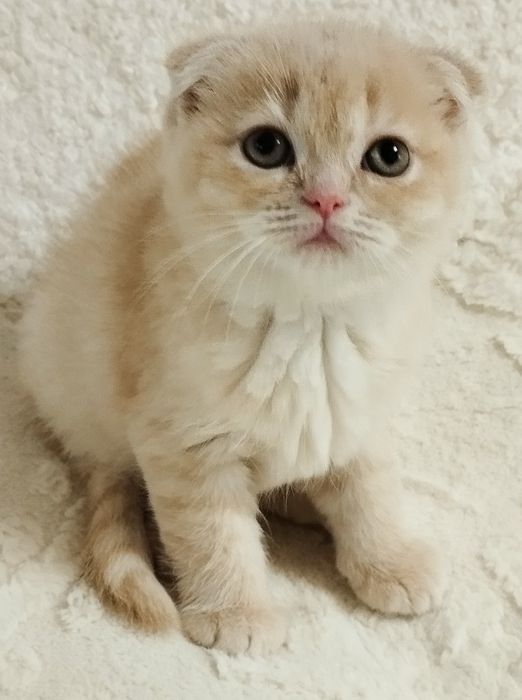 Шотландська скоттіш фолд дівчинка