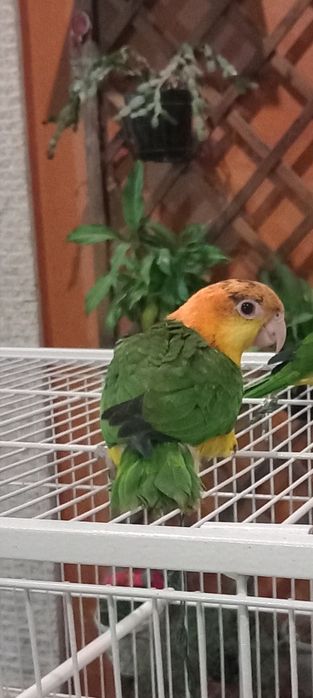 Marianinha cabeça canela ( macho)