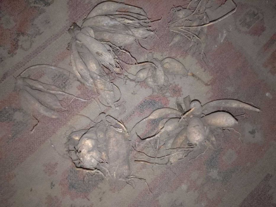 Корнеклубні георгін (суміш)