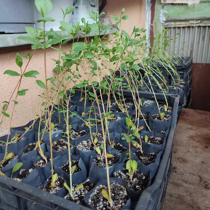 Саженцы фисташки / Саджанці фісташки