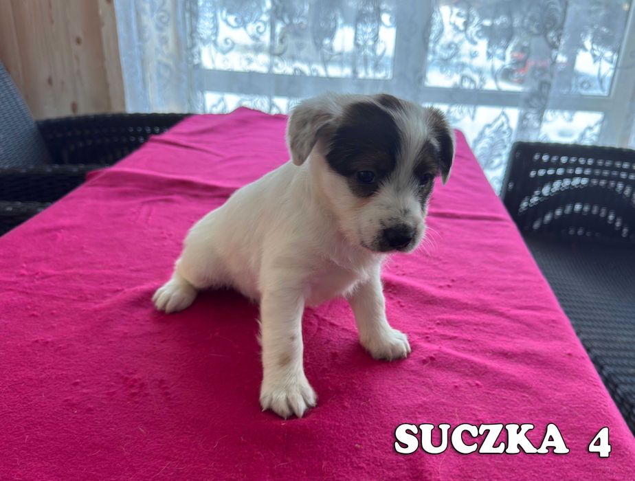 Jack Russell Terrier - suczka