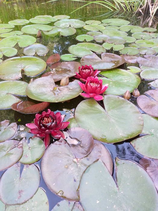 Лілія водяна, німфея Блек Принцес