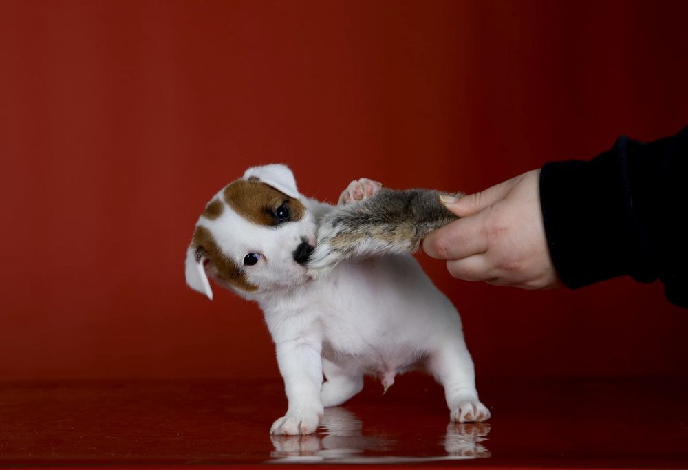 Джек Рассел тер’єр