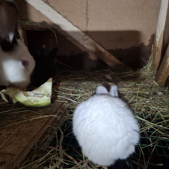 Кролі різного віку.