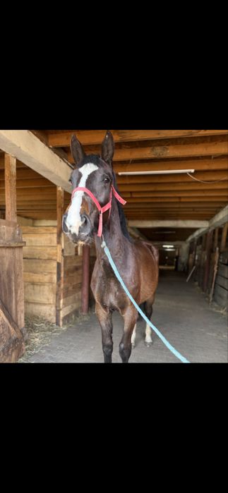 Klacz sląska 2 lata