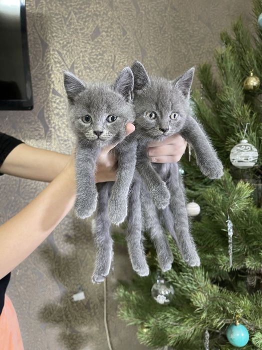 Шотландские котята