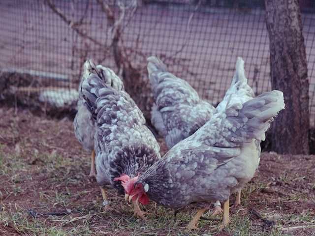 Інкубаційне яйце.(Курчата) Леггорн – синя, куріпчаста, мармурова.