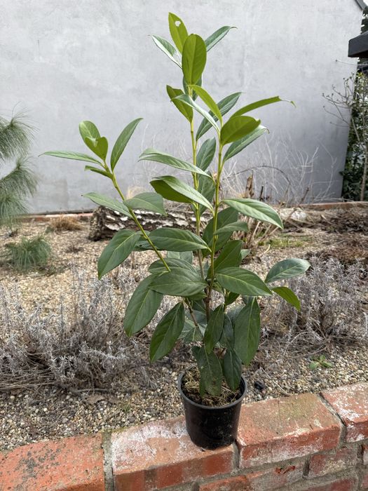 LAUROWIŚNIA w doniczce 60-80 cm  wysokosci