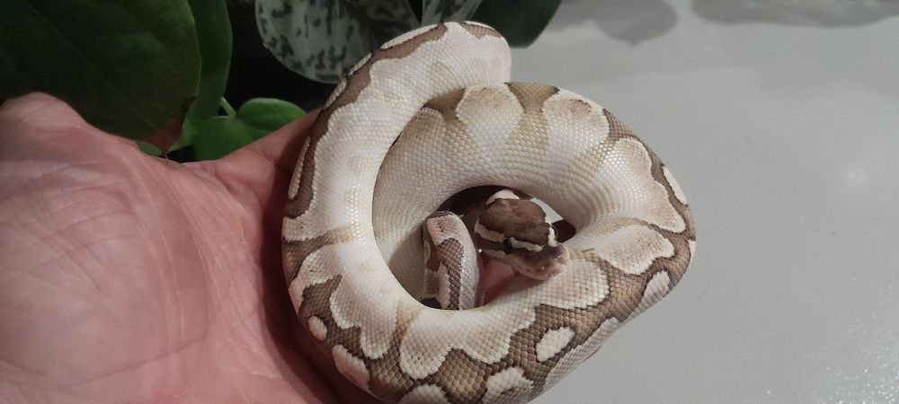 Samiec Bamboo Yellow Belly