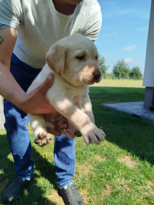 Labrador Retriever Biszkoptowa Suczka