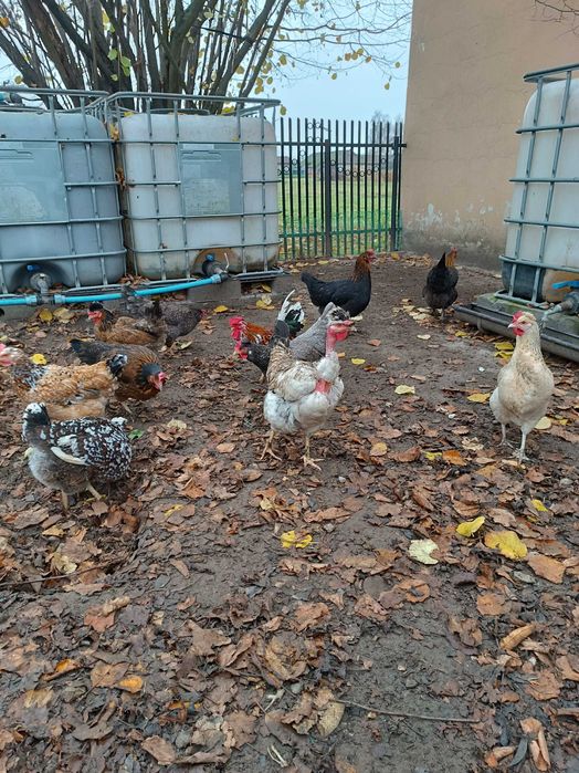 Jaja,jajka lęgowe mix