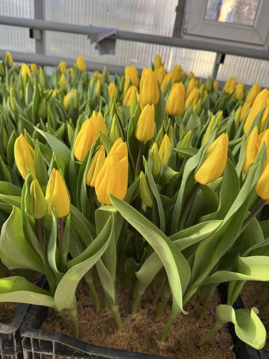 Тюльпан на 14 лютого