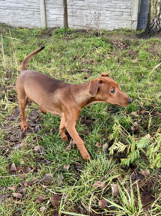 Pinczer średni - pinczer niemiecki - suczka do odbioru