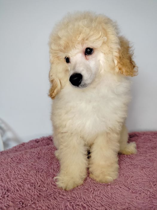 ZAREZERWOWANA. Pudel Miniatura, apricot-beżowa