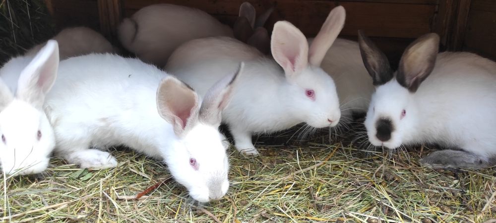 Продам  кролів .