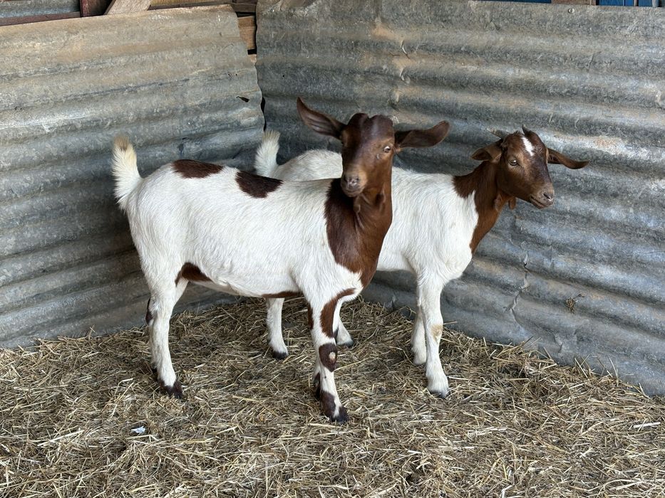 Cabras chibas Boer