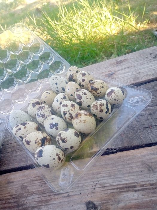 Перепелине яйця. Техасець