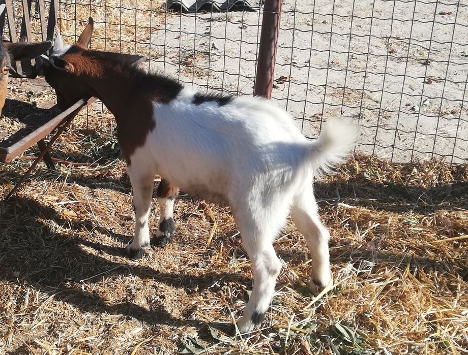 Cabrito de raça anã