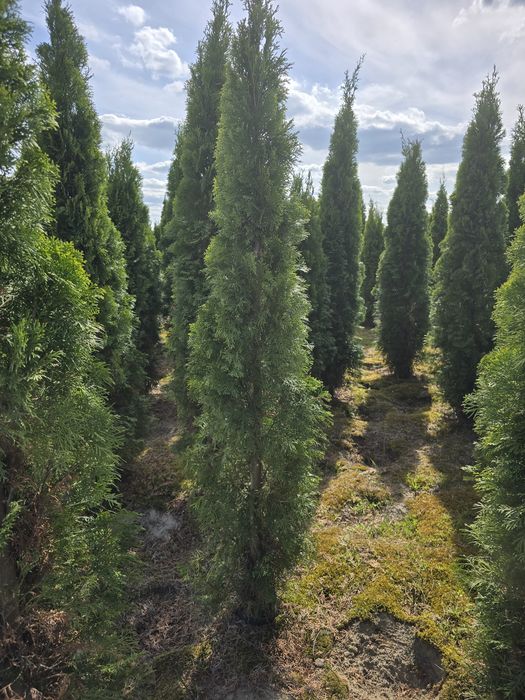 Tuja Smaragd 200-250 cm thuja thuje szmaragd promocja wrocław