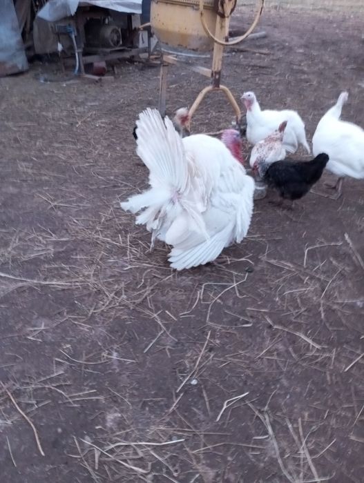 Індичі яйця, інкубаційні.Індичата. Молодняк (3-4 місяці)- 500 грн.