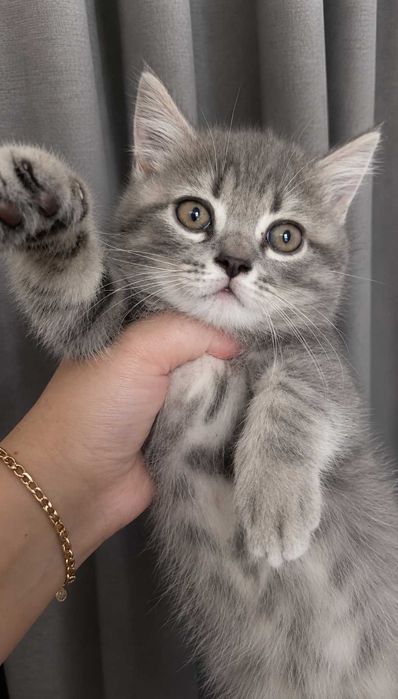 Маленький сірий котик шукає люблячу родину