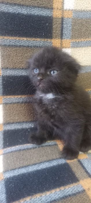 Кошенята скотіш фолд