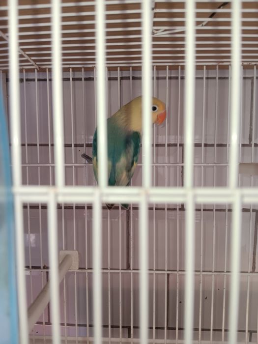 Troco por outras aves