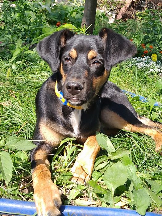 СРОЧНО ОТДАЕМ мальчика в хорошие ручки