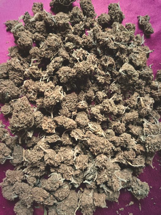 35 gram suszu CBD AK-47 MOCNY