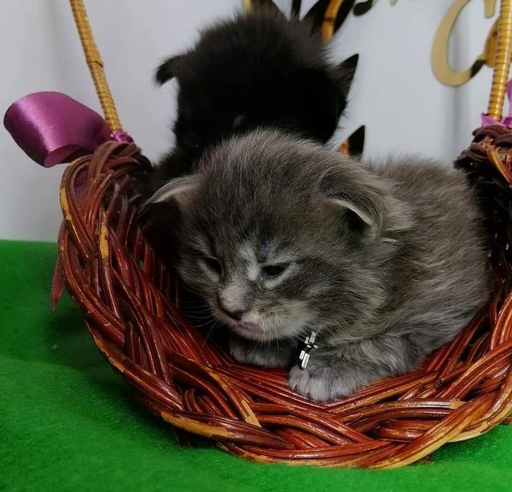 Чистокровный котята породы Мейн Кун по очень хорошей цене.