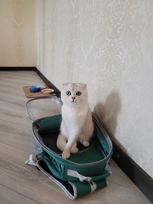 Шукаємо наречену для шотландського кота Сільвера – перша в’язка