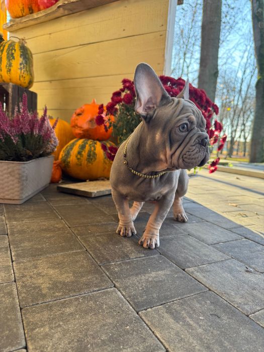Buldog Francuski dziewczynka Lilac tan