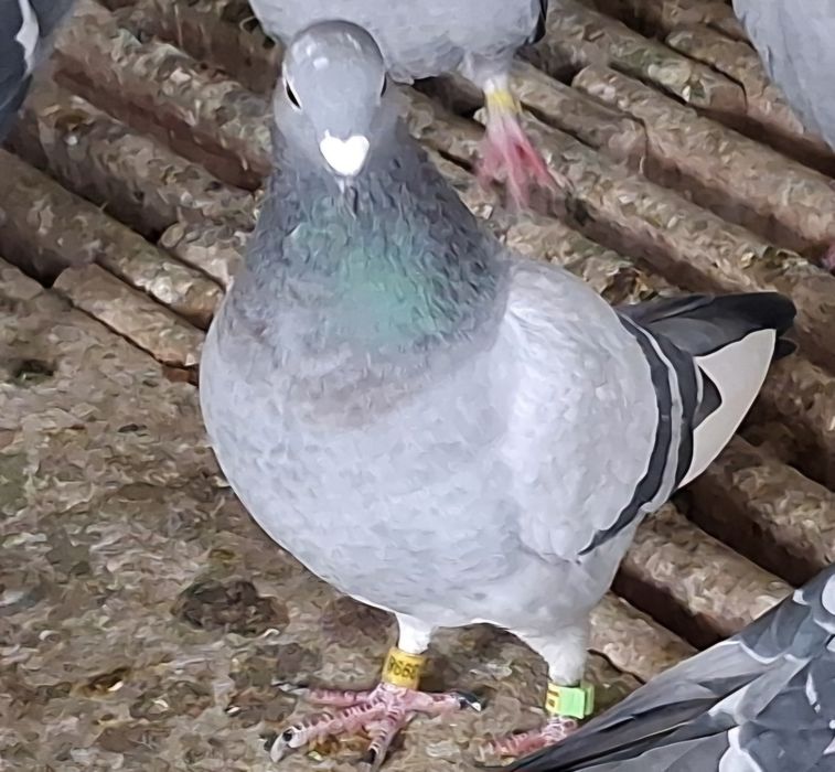 Gołębie pocztowe 2025