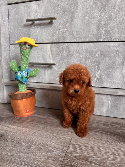 Яскравий та неповторний мальтіпу