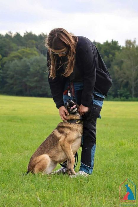 Energiczna i oddana w typie owczarka belgijskiego, 4 lata - do adopcji