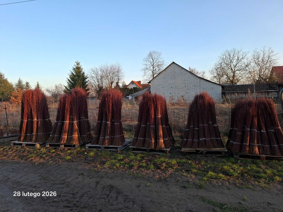 Wiklina zielona sprzedam