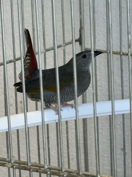 Para ceder mandarins, e aves afinanas como , peito celeste , pytilia, cremesim etc…