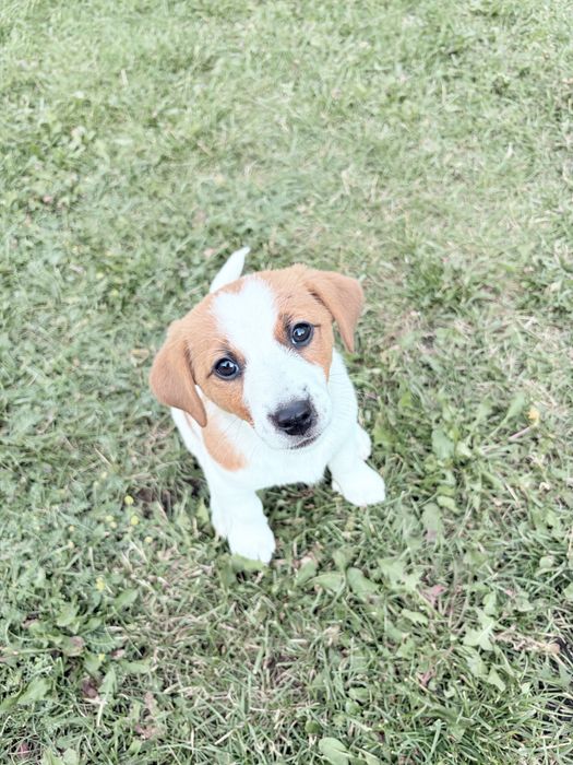 Jack Russell Terrier –  suczka Jagoda