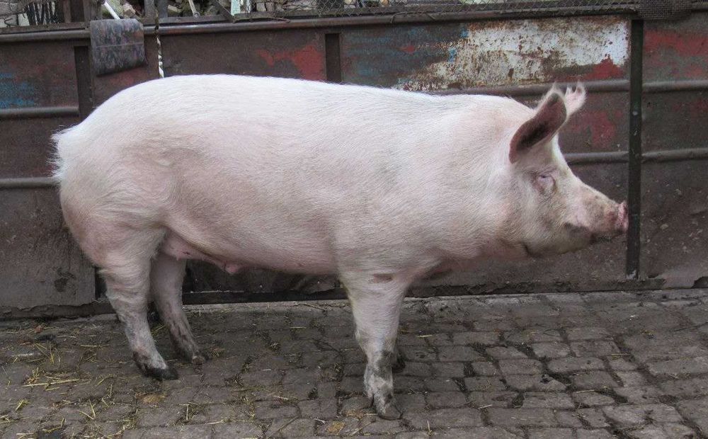 Свині. Продам свиней живою вагою. Свинина