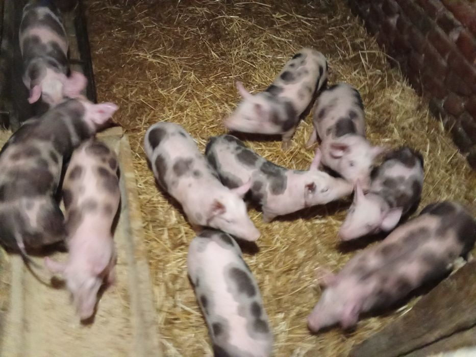 Продам поросят дюрок,