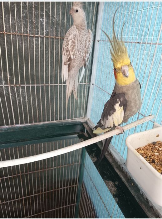 casal de caturras com viveiro