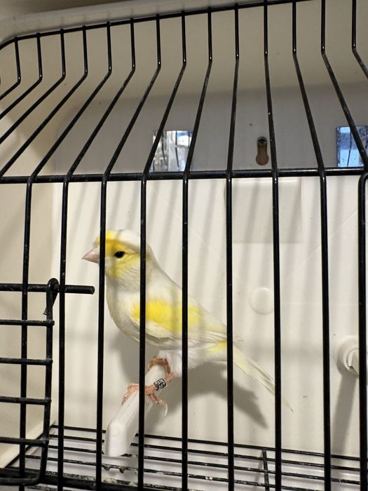 Canários Mosaico Amarelo