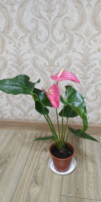 Антуріум Маine +рідкісні сорти