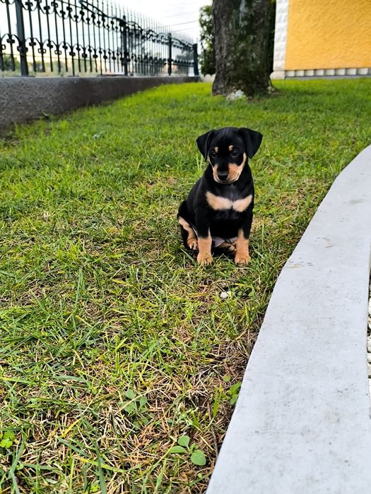 Pinscher Macho/ Fêmea