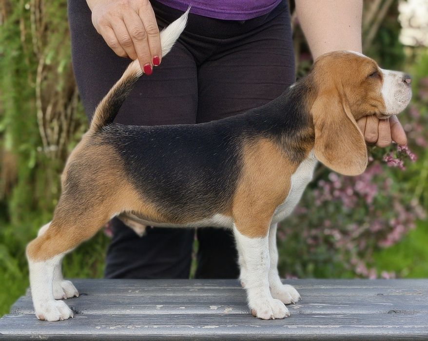 Beagle piesek gotowy do odbioru