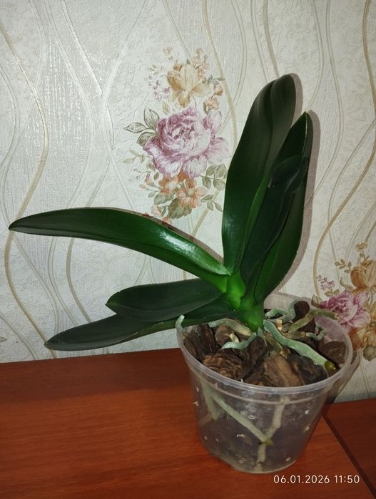 Орхідея / Фаленопсис набір