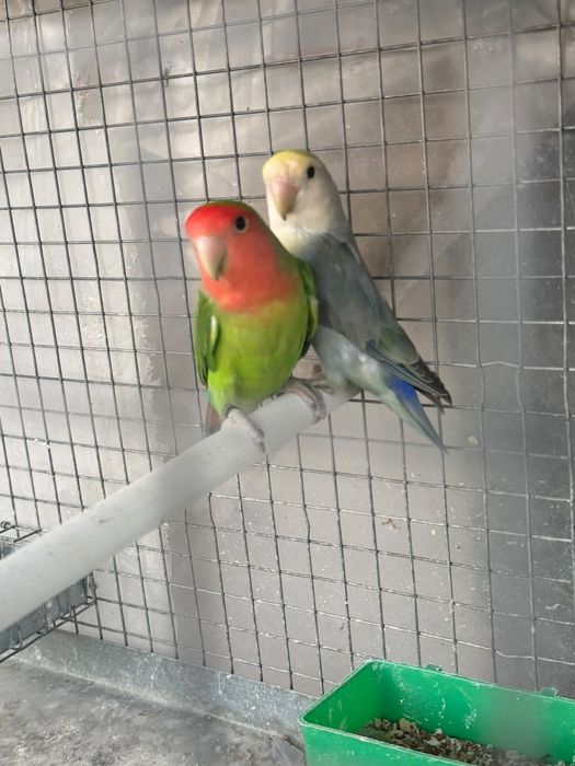 casais agapornis
