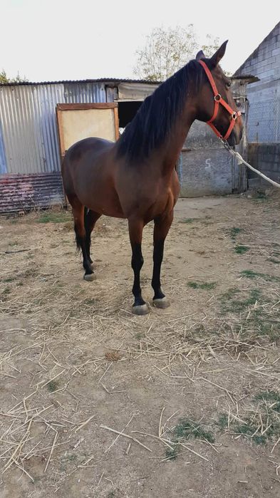 Vendo ou troco egua castanha