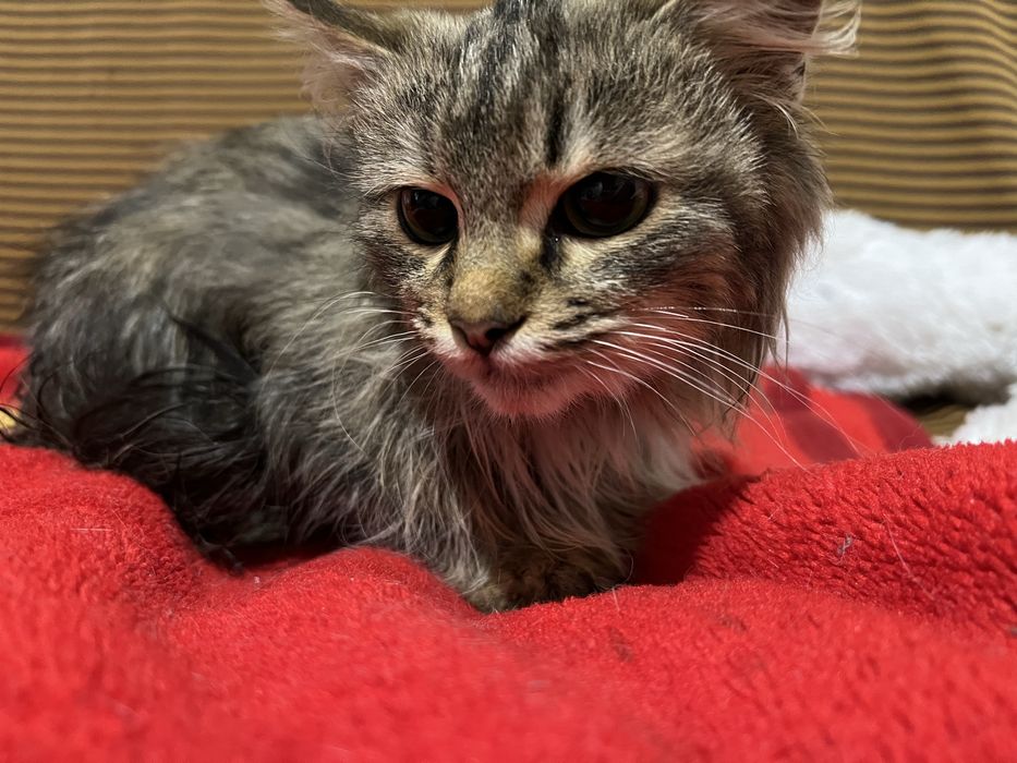 Віддам котика в хороші руки